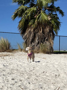 A dog playing in the sand at the Davis Island dog friendly beach in Tampa